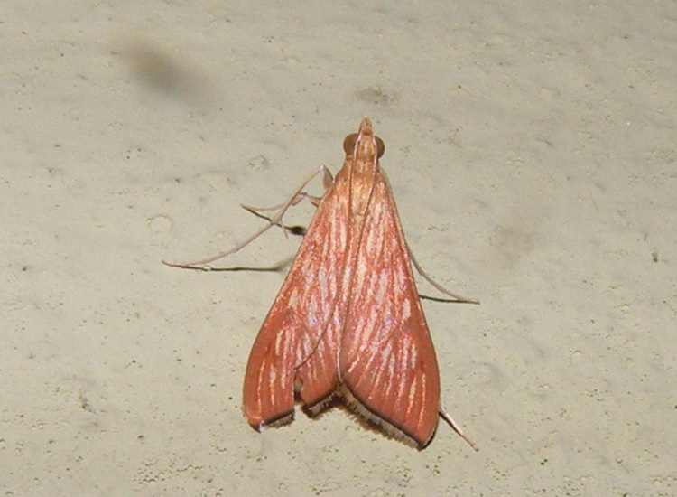 Udea ferrugalis ? Chiedo conferma. - Antigastra catalaunalis